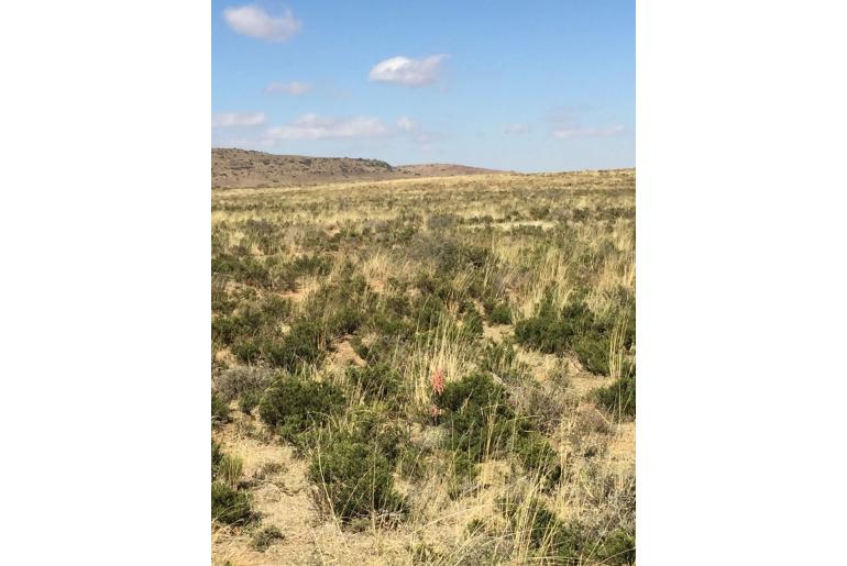 Aristaloe aristata 5090