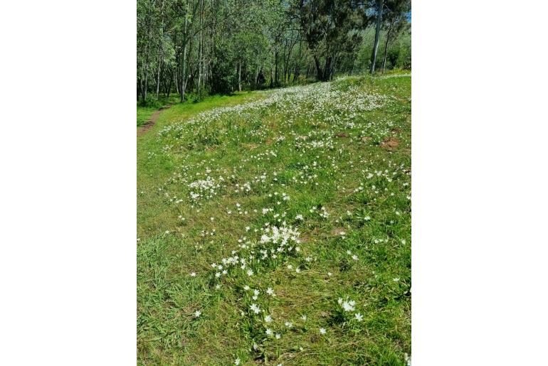 Sparaxis grandiflora -5108