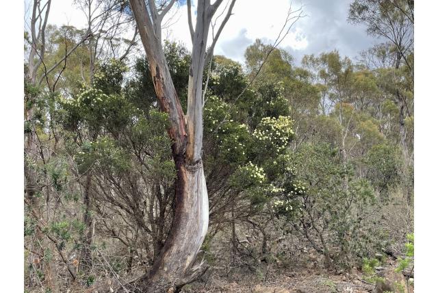 Opgeblazen bladige Melaleuca
