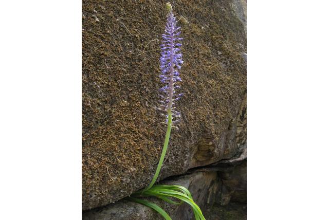 Lachenalia-bloemige spetaea