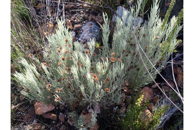 Gnaphalium-achtige syncarpha