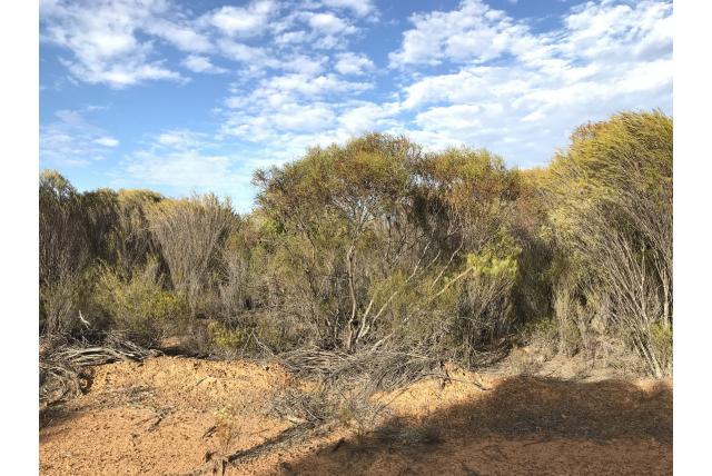Fijnbladerige Eucalyptus Fijnbladerige Eucalyptus