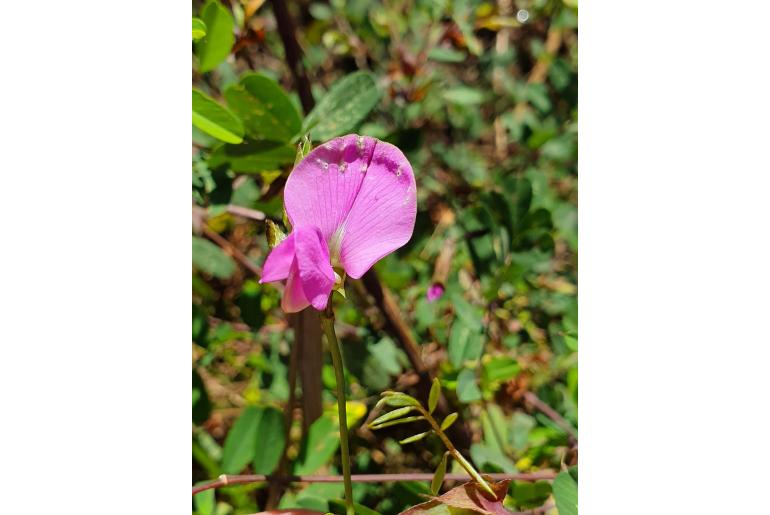 Tephrosia cordata 5163