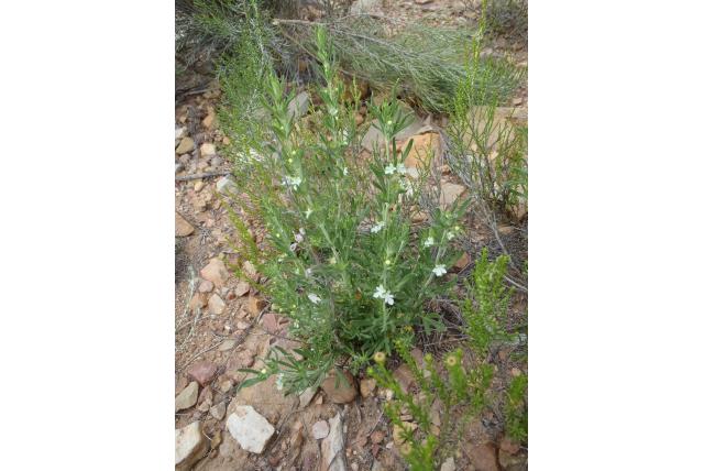 Afrikaans Teucrium