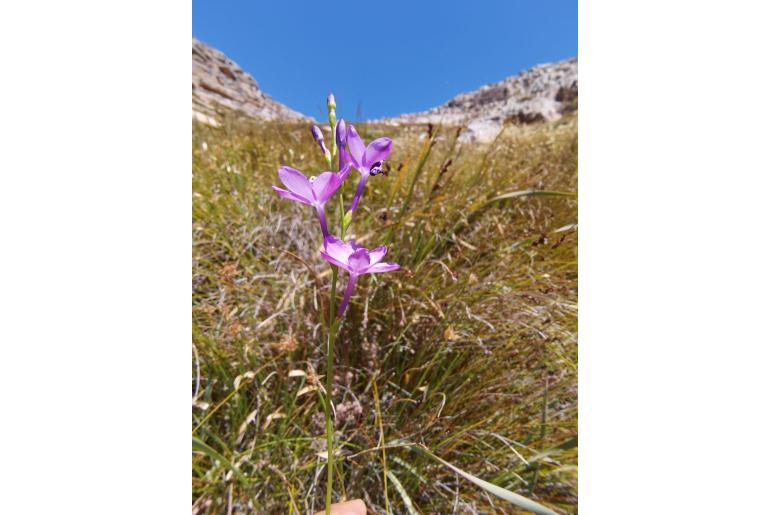 Thereianthus juncifolius -5171