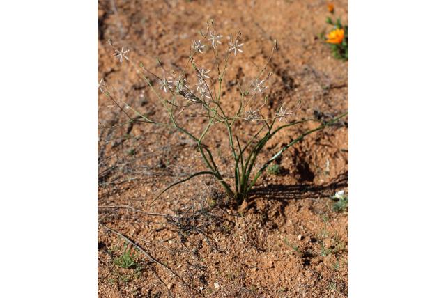 Bulbinebladige trachyandra
