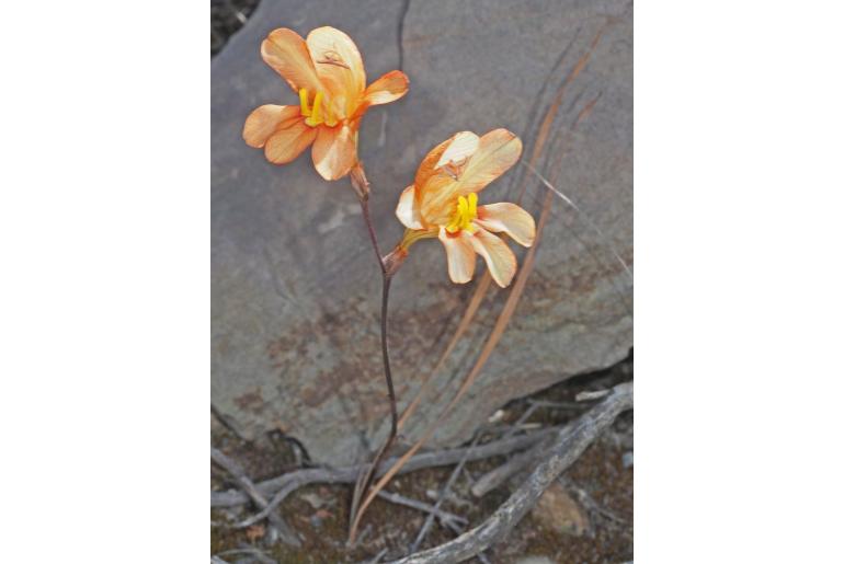 Tritonia parvula -5194