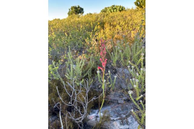 Burchell's tritoniopsis