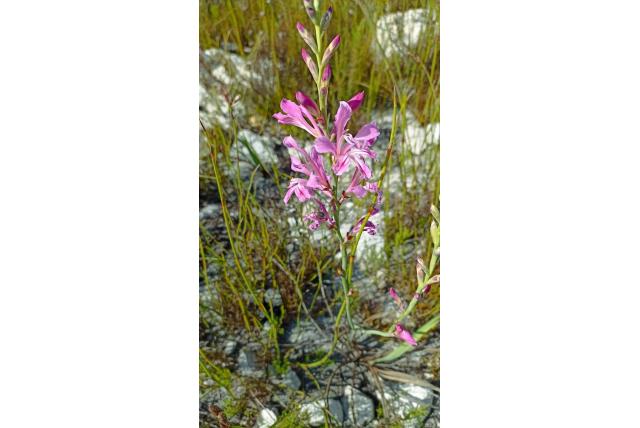 Brede tritoniopsis