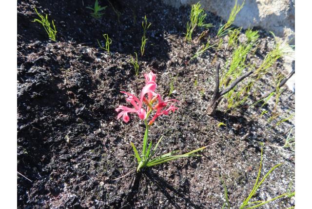 Mooie tritoniopsis