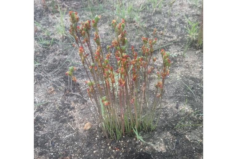 Tulbaghia alliacea 5203