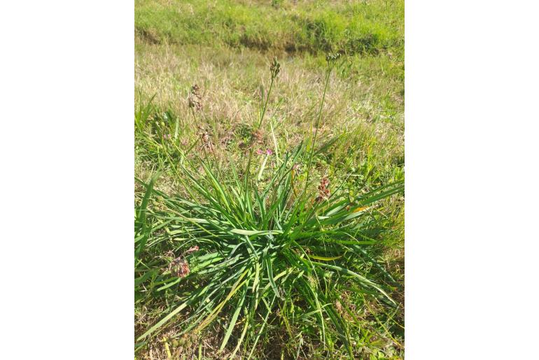 Tulbaghia capensis&nbsp;5204