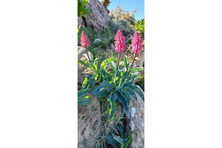 Veltheimia capensis -5225