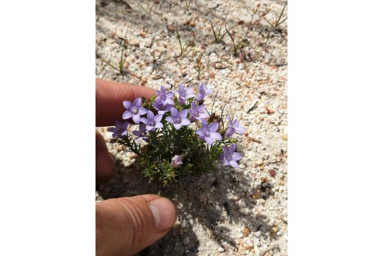 Wahlenbergia ecklonii 5234