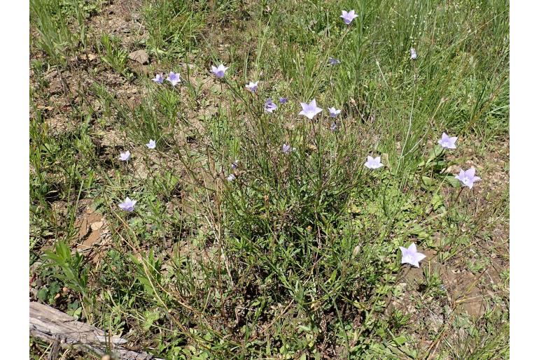 Wahlenbergia krebsii 5235