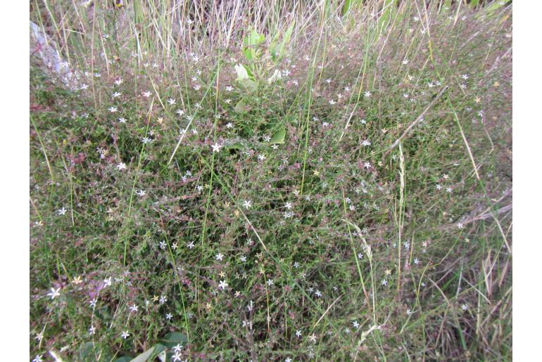 Wahlenbergia parvifolia 5241