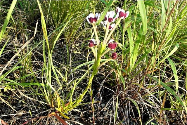 Langwerpig blad Zuidelijke Lila