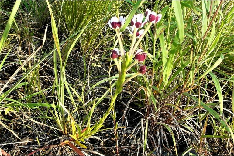 Zaluzianskya elongata Zaluzianskya elongata -5264