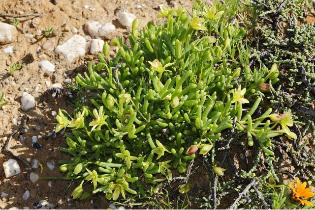 Cilindervormig blad roepera