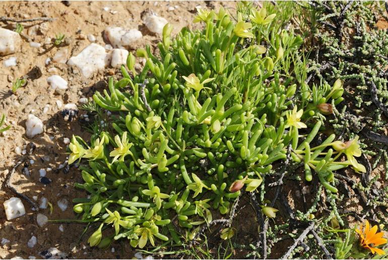 Roepera teretifolia&nbsp;5267