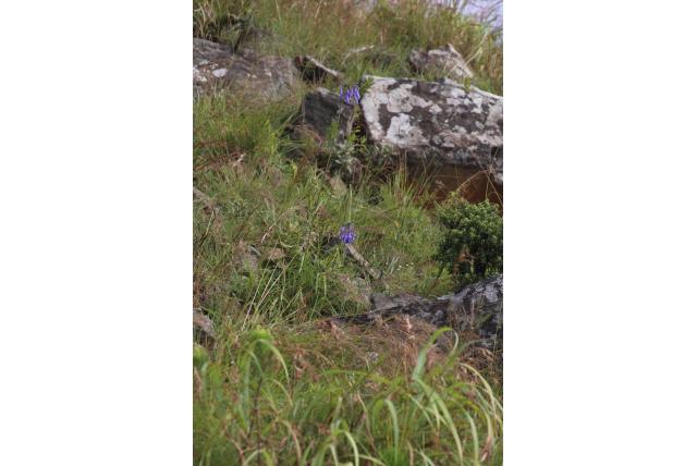 Hangende agapanthus