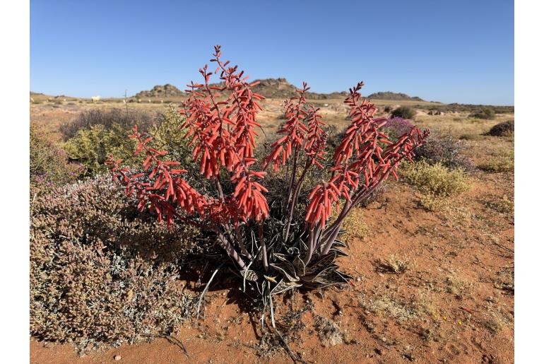 Gonialoe variegata 5272