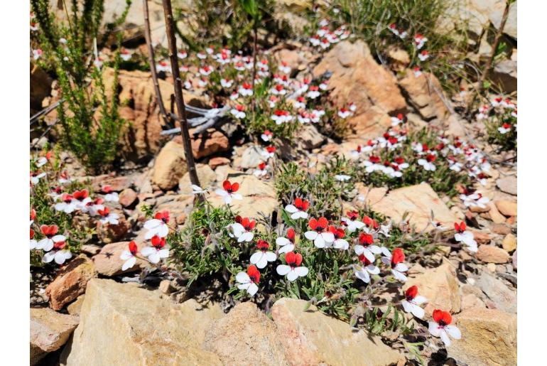 Pelargonium tricolor 5280