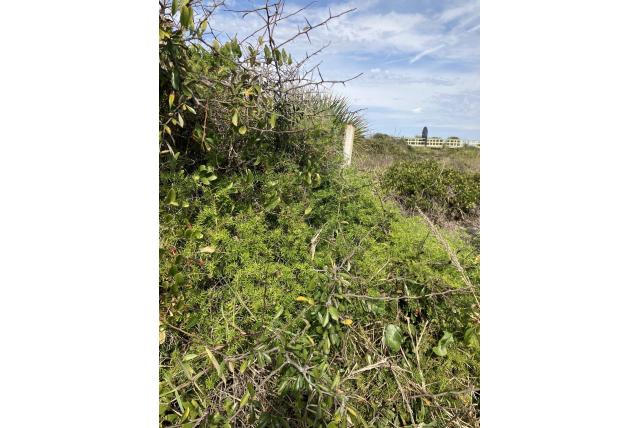 Sprenger's asperge