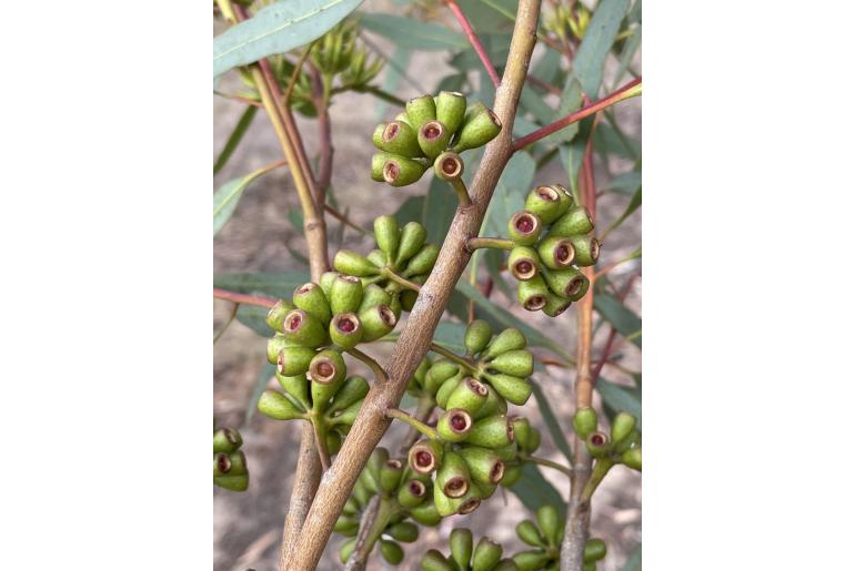 Eucalyptus praetermissa 5282
