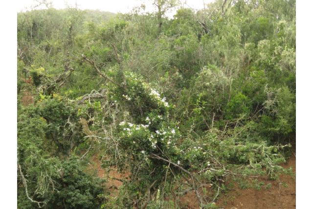 Hoekige jasmijn Hoekige jasmijn