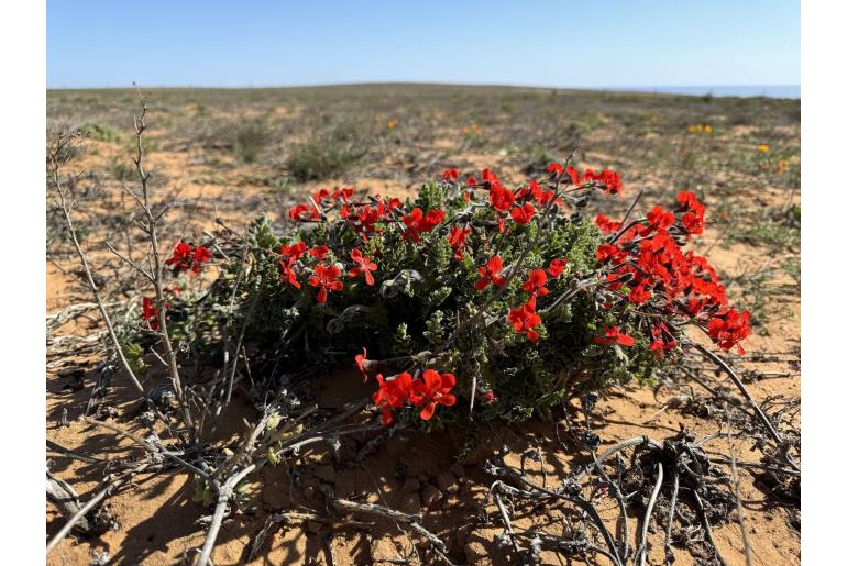 Pelargonium fulgidum -5288