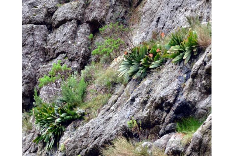 Kumara haemanthifolia&nbsp;5289