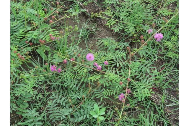 Nuttall's mimosa