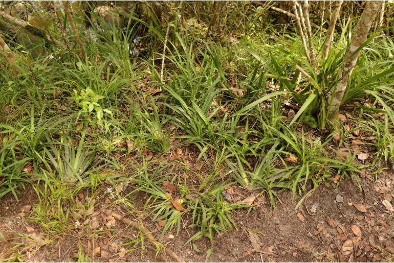 Chlorophytum comosum -5293