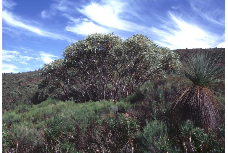 Eucalyptus x pruiniramis 5294