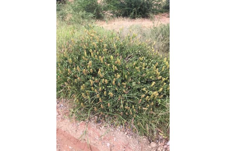 Barleria crossandriformis -5300