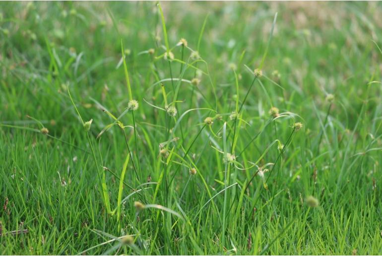 Cyperus brevifolius 5307