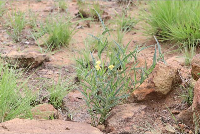 Kaapse commelina