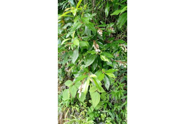 Escallonia van Tucumán