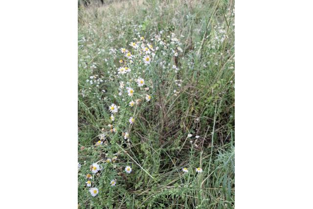 Wild Michaelmas goedsbloemetje Wild Michaelmas goedsbloemetje