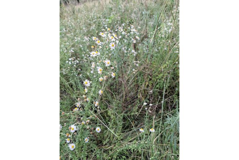 Felicia erigeroides -5314