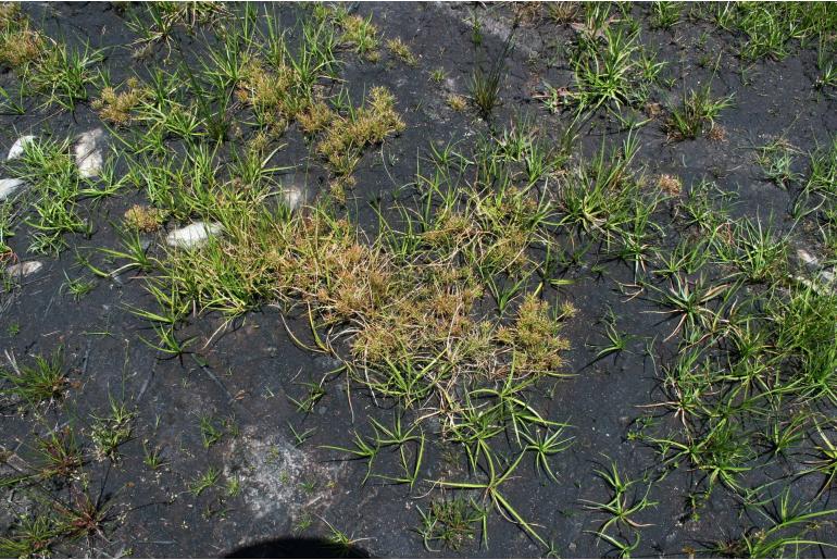 Isolepis ludwigii 5317