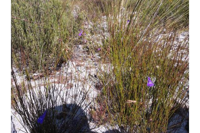 Lobelia met coronopus blad Lobelia met coronopus blad
