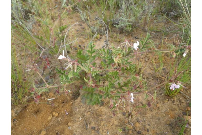 Pelargonium myrrhifolium -5323