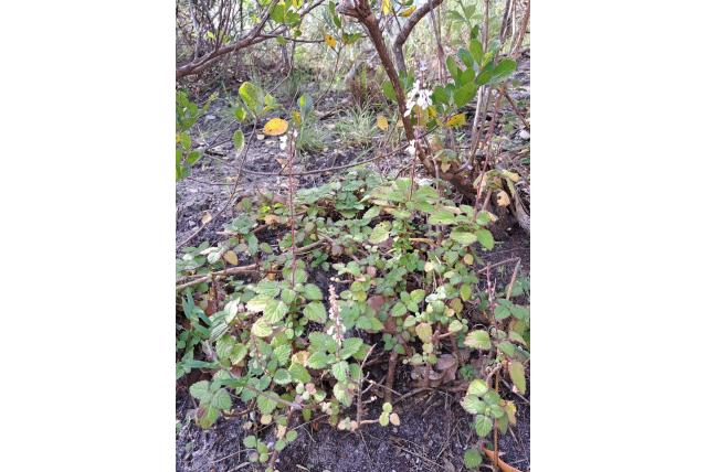 Madagaskisch mottenkruid