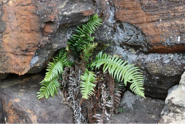 Gevlekte blechnum
