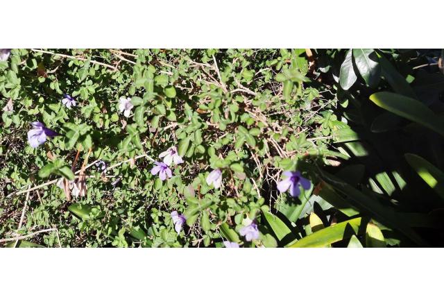 Dyschoriste met thunbergia-blad
