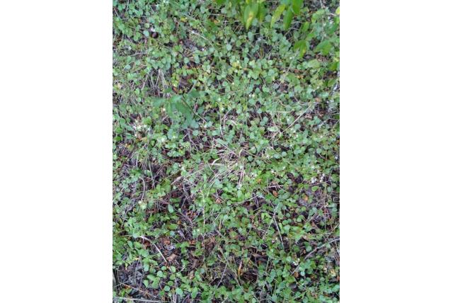Spatelbladige crassula