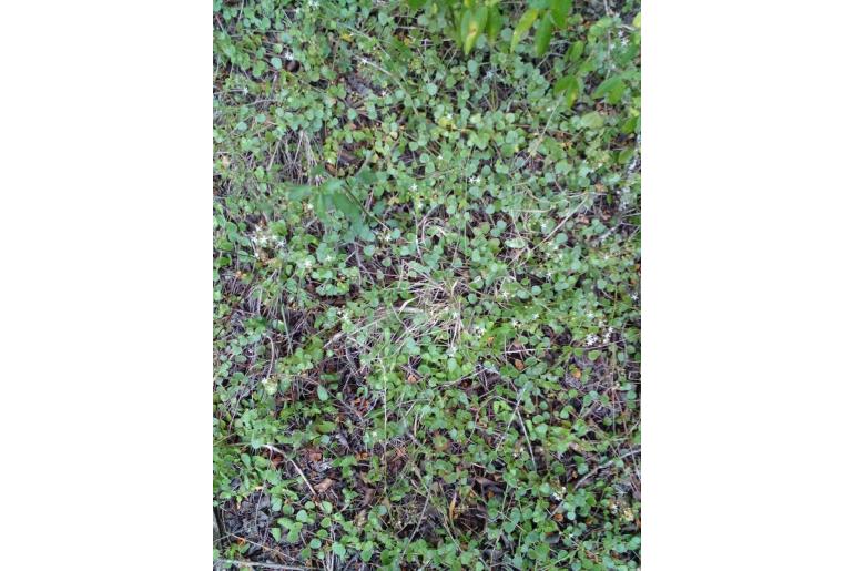 Crassula spathulata 5343