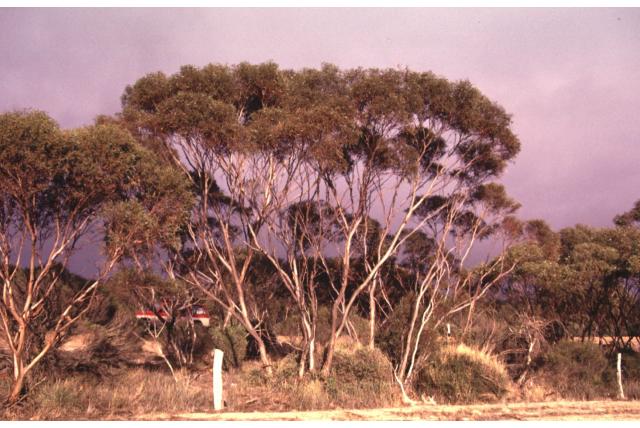 Vierhoekige vruchtsteeltjes Eucalyptus Vierhoekige vruchtsteeltjes Eucalyptus